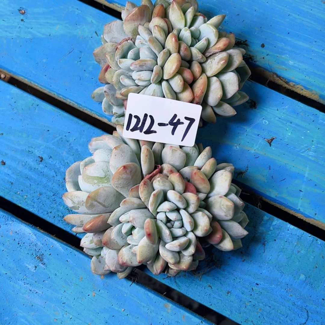 【闪购商品】c*l1212-47星影组合2颗