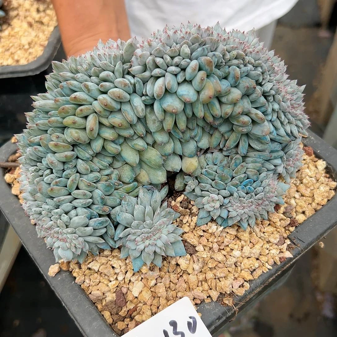 816-130橙子树缀多肉