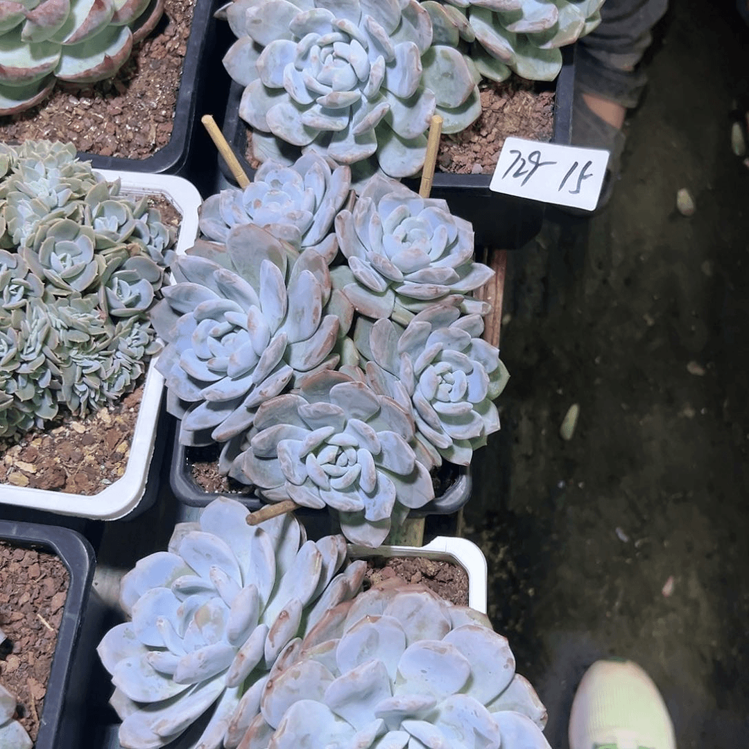 729-15橙子多肉组合3颗