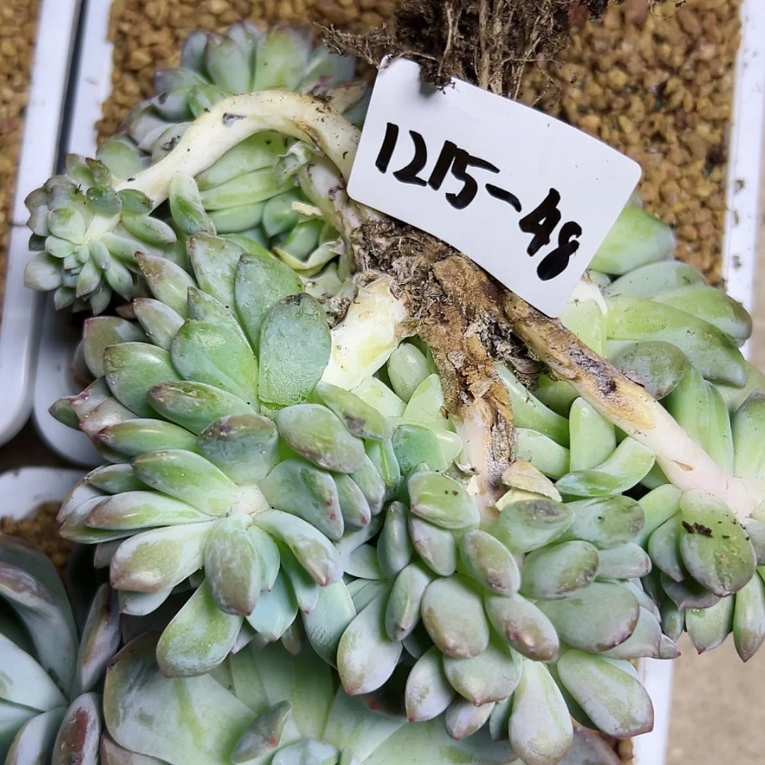 【闪购商品】1215-48橙子缀瑕疵
