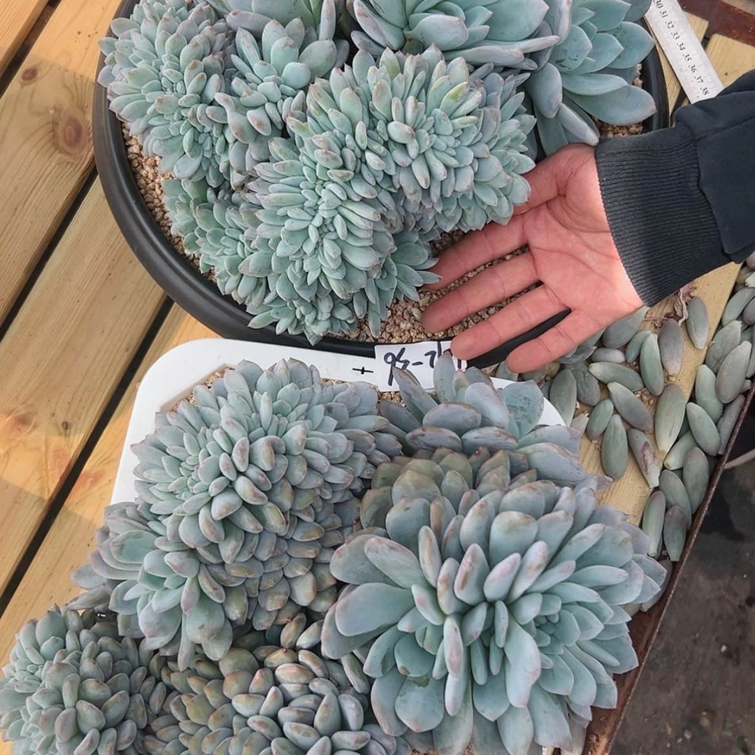 【闪购商品】k****p1212-36超大橙子缀组合2颗寄养
