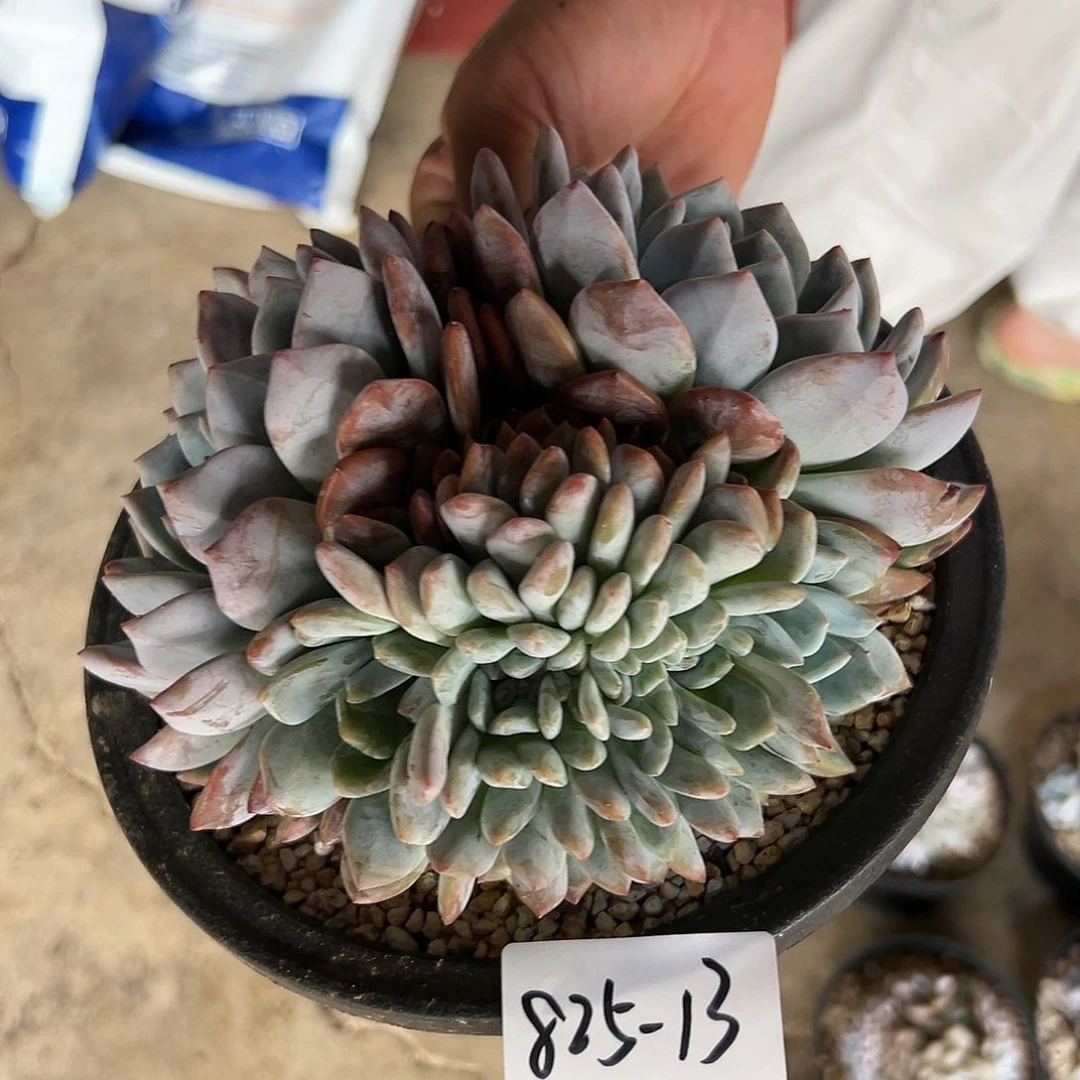 825+13橙子缀多肉