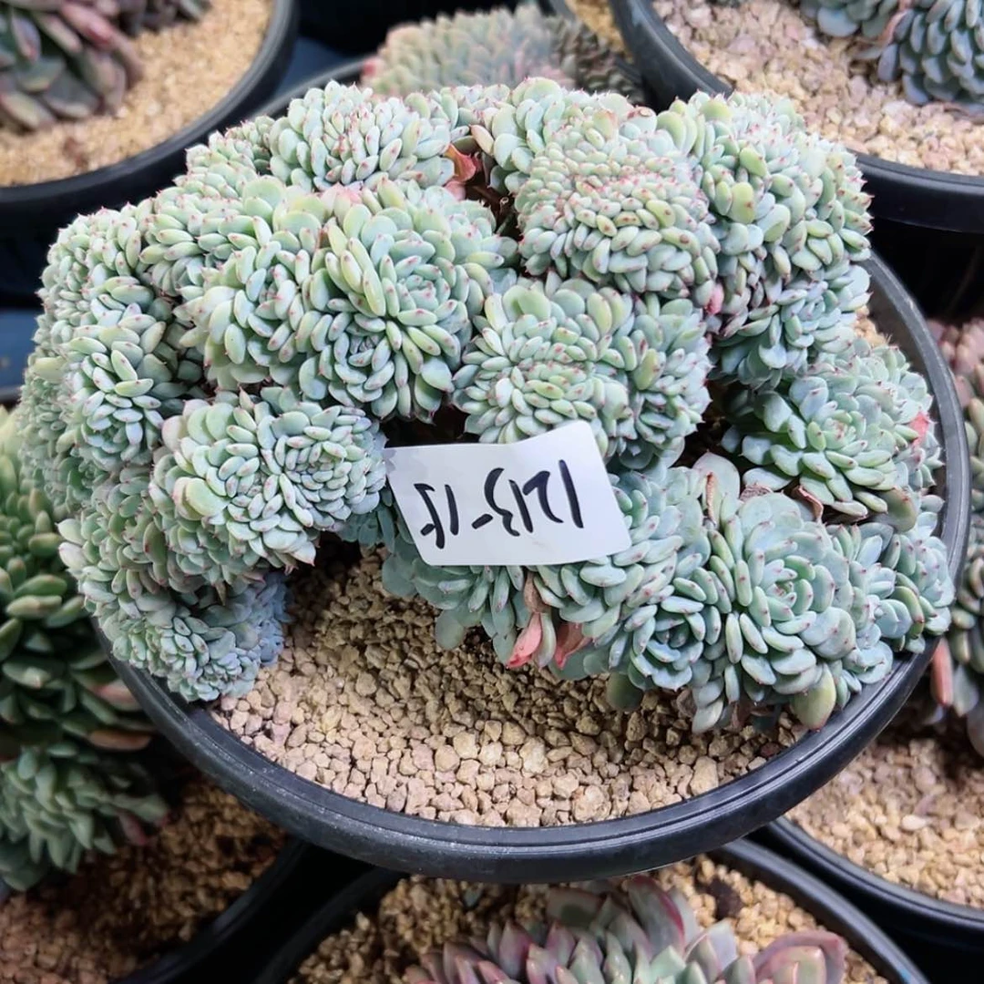 【闪购商品】k****p1213+15白胖子缀