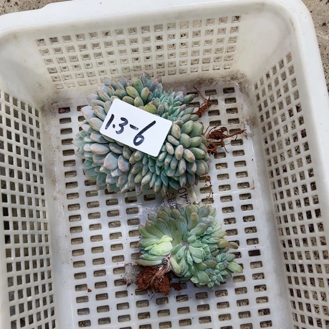 【闪购商品】王*王1.3-6橙子缀组合2颗