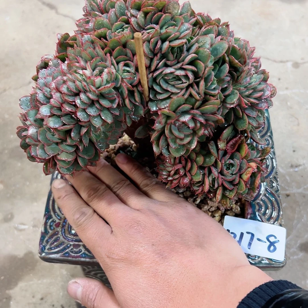 【闪购商品】k****p1217-8赫拉缀带盆