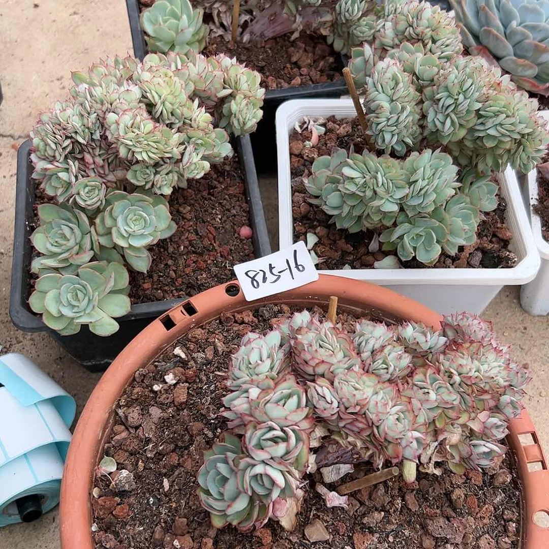 825-16牡丹亭缀4颗组合寄养