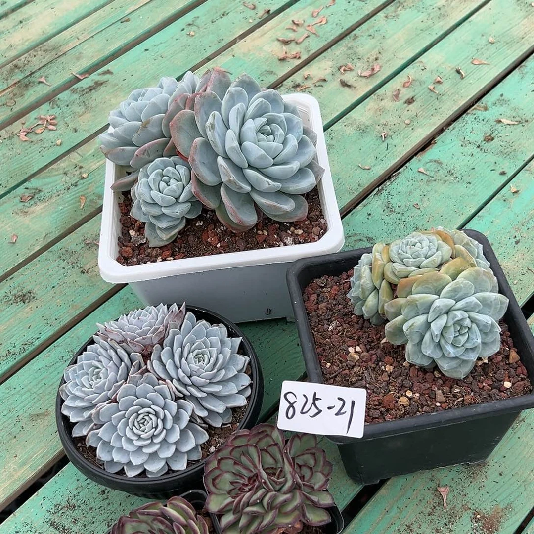 825-21组合5颗多肉
