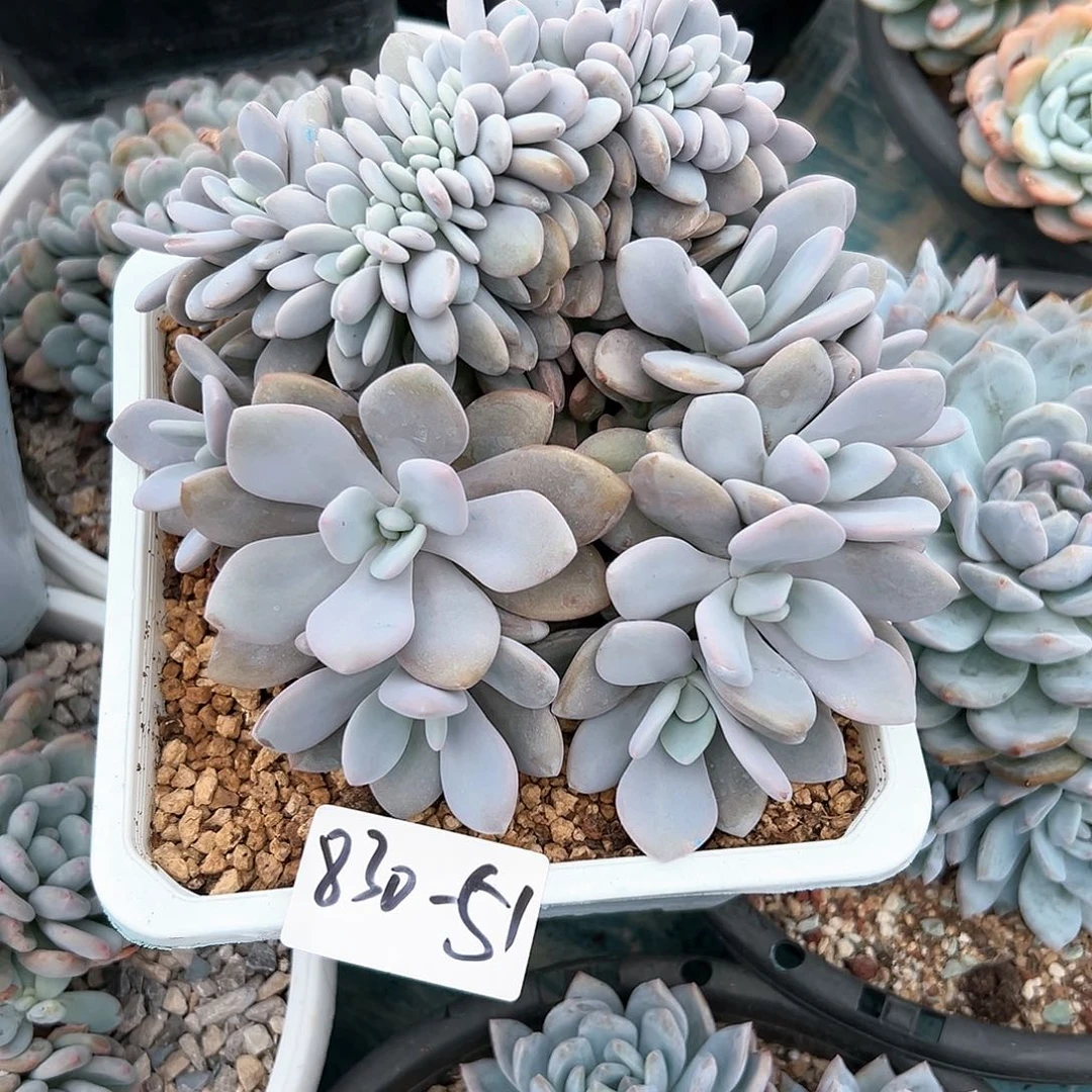 W***e830-51粉兔缀化多肉寄养