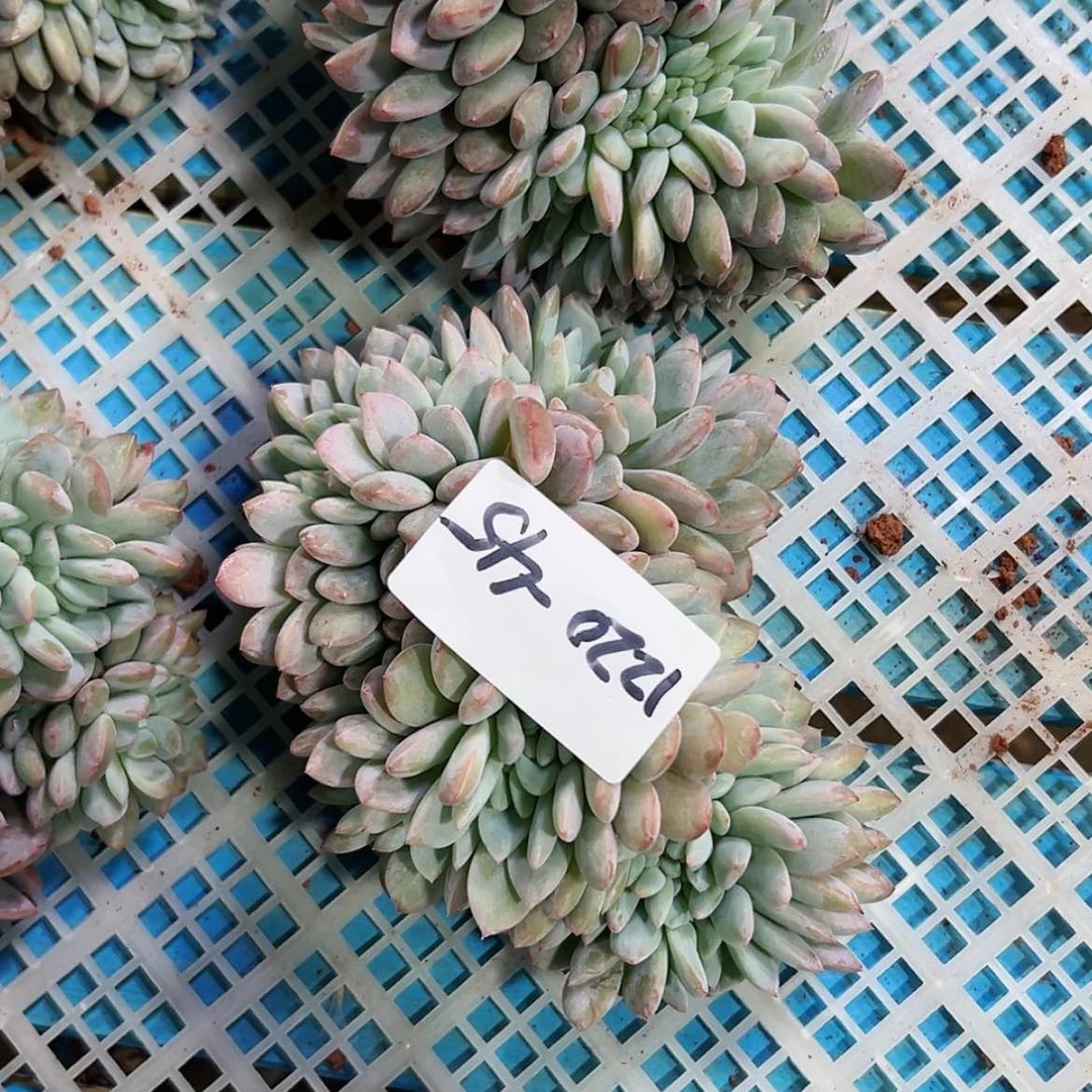 【闪购商品】越**醉1220-45橙子缀