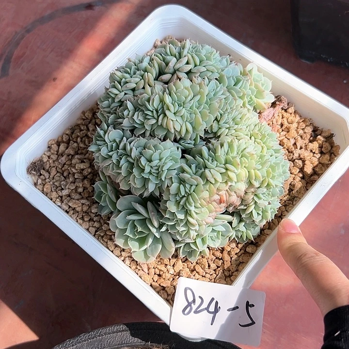 824-5雪域缀多肉