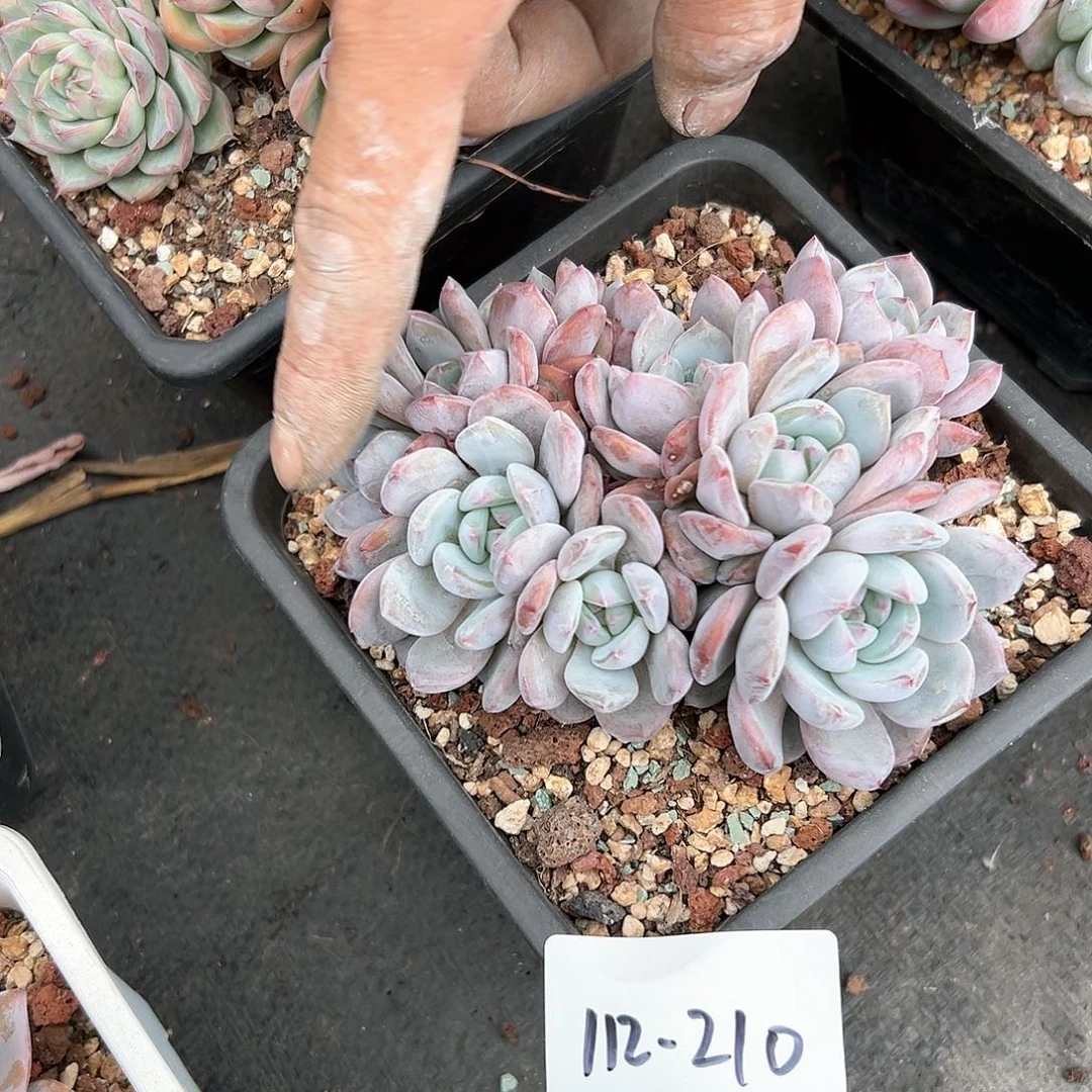 112-210星影多头多肉