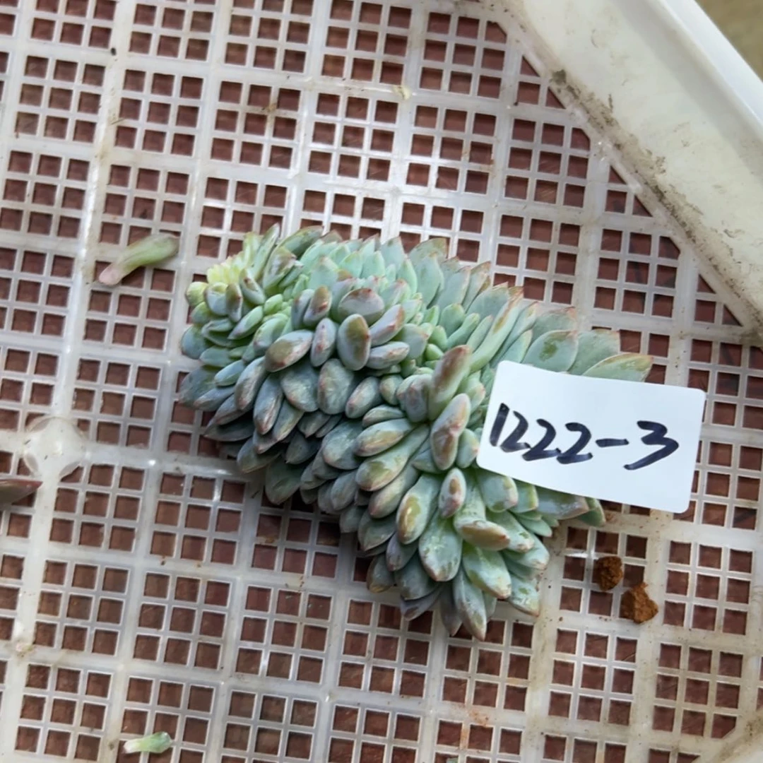 【闪购商品】1222-3橙子缀瑕疵