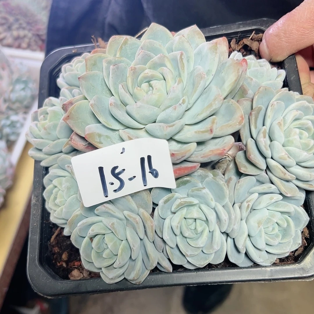 【闪购商品】云*1.5-16冰玉