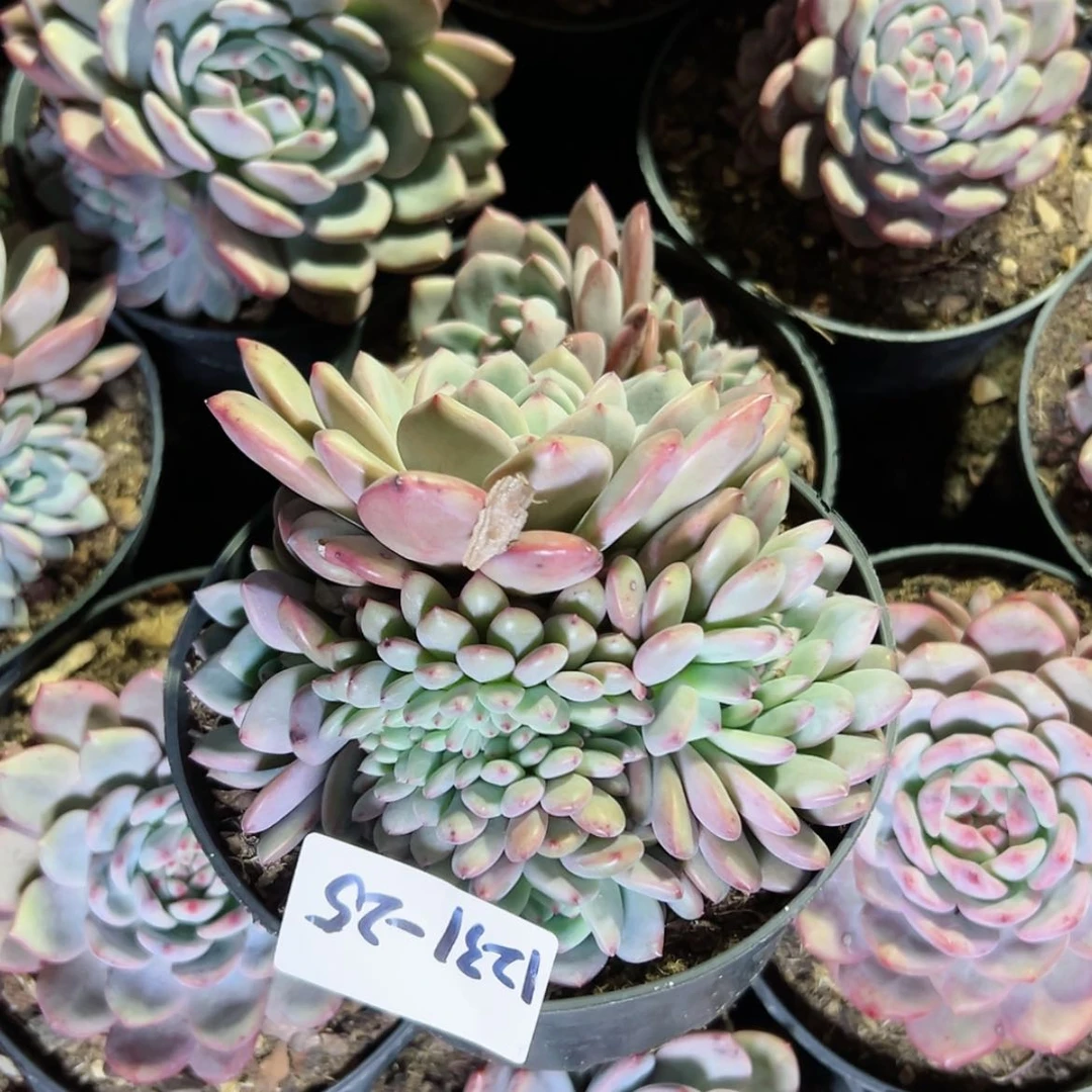 【闪购商品】春**冰1231-25爱丽儿缀