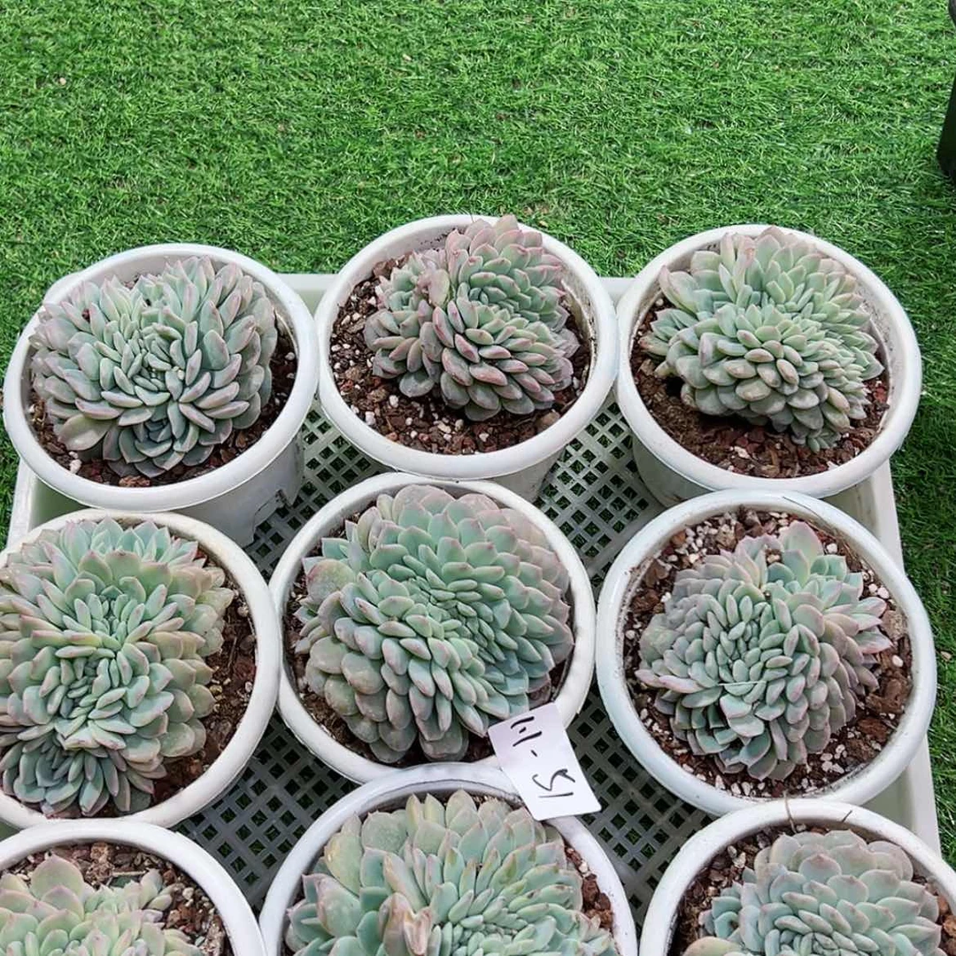 【闪购商品】1.1-51冰魄缀