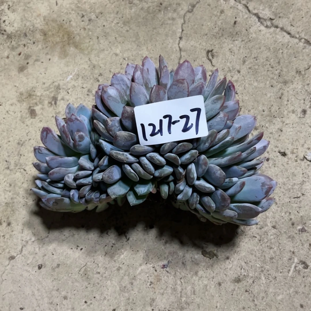【闪购商品】玛*姐1217-27橙子朵朵