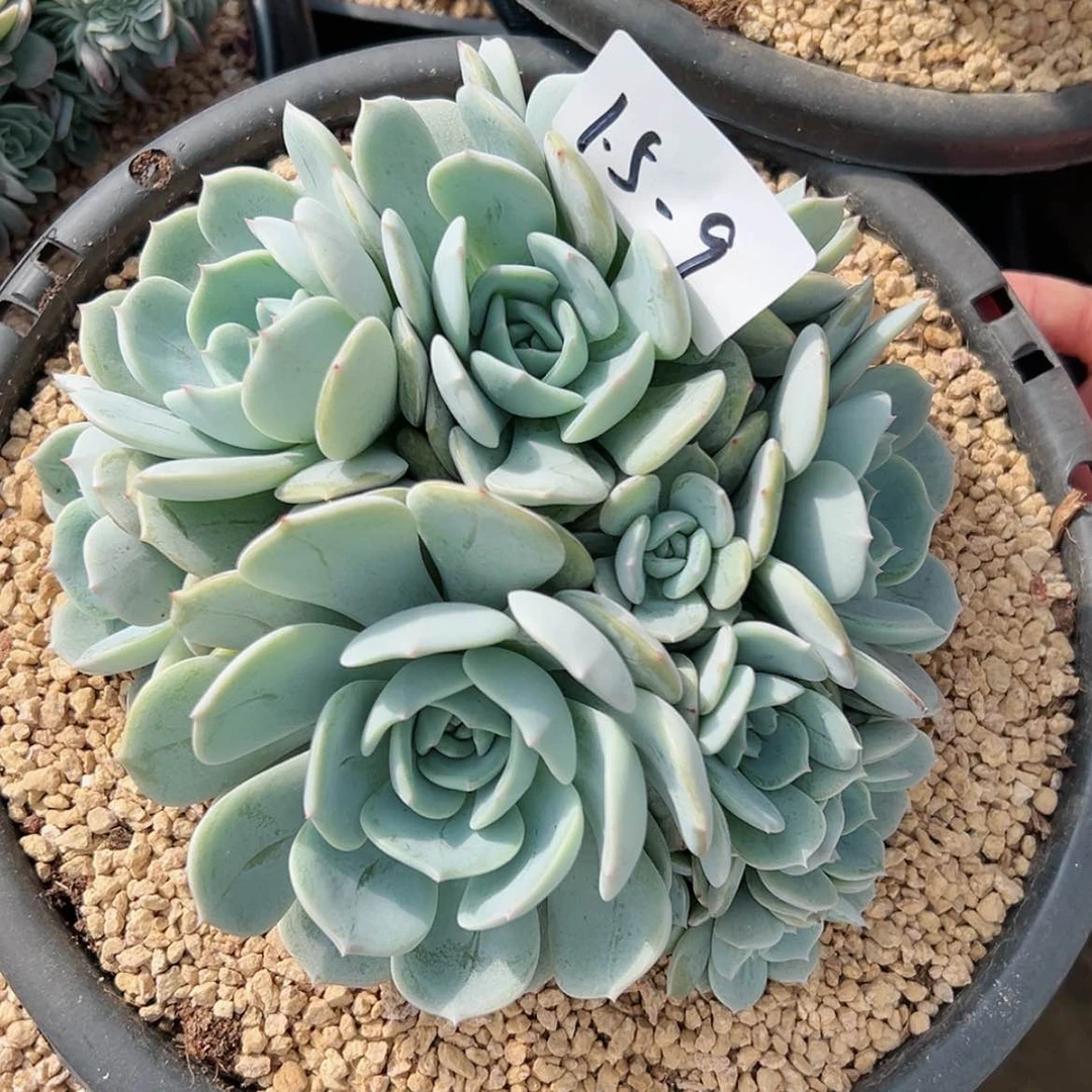 【闪购商品】豆*1.5-9老林
