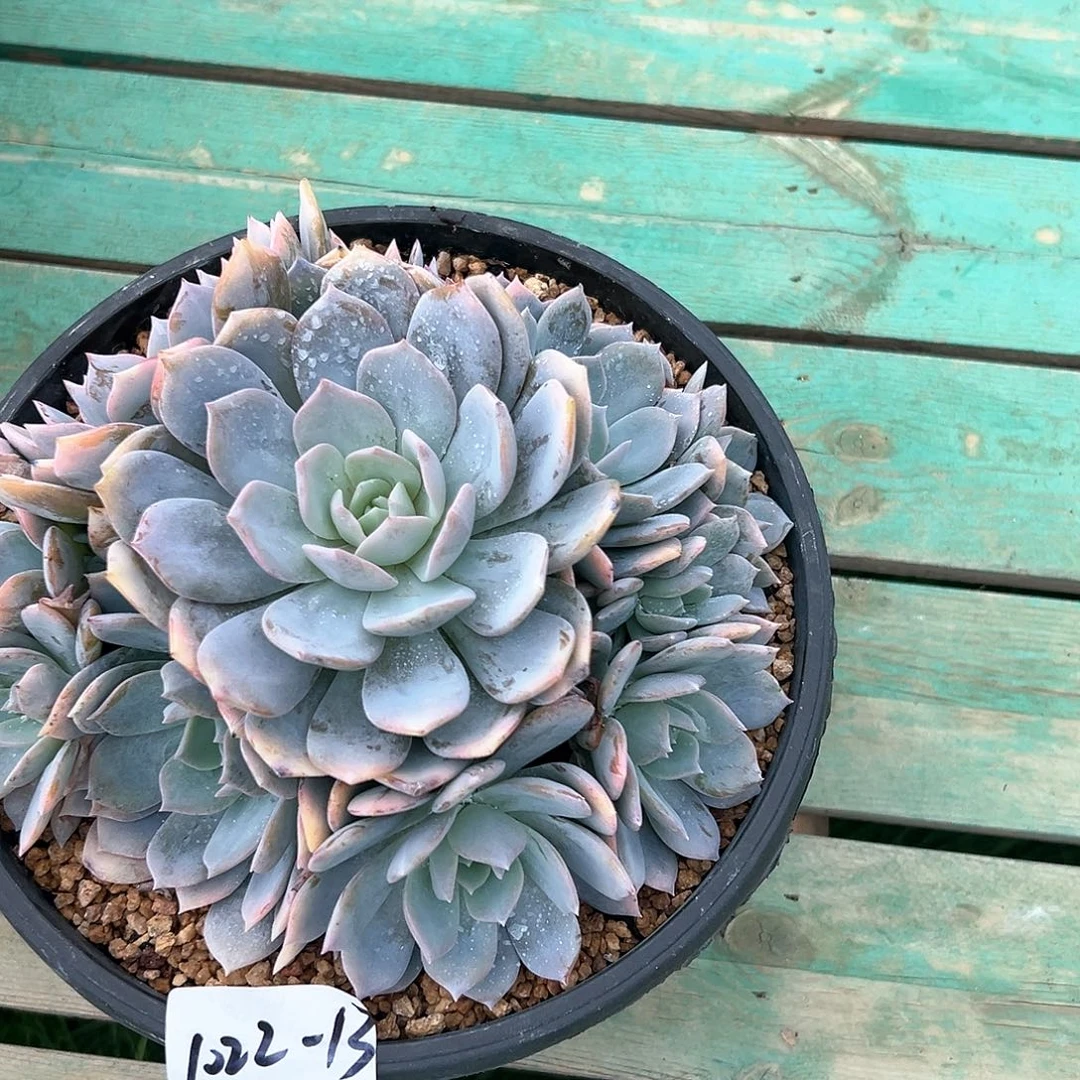 豆*1022-13白茶捧花多肉寄养