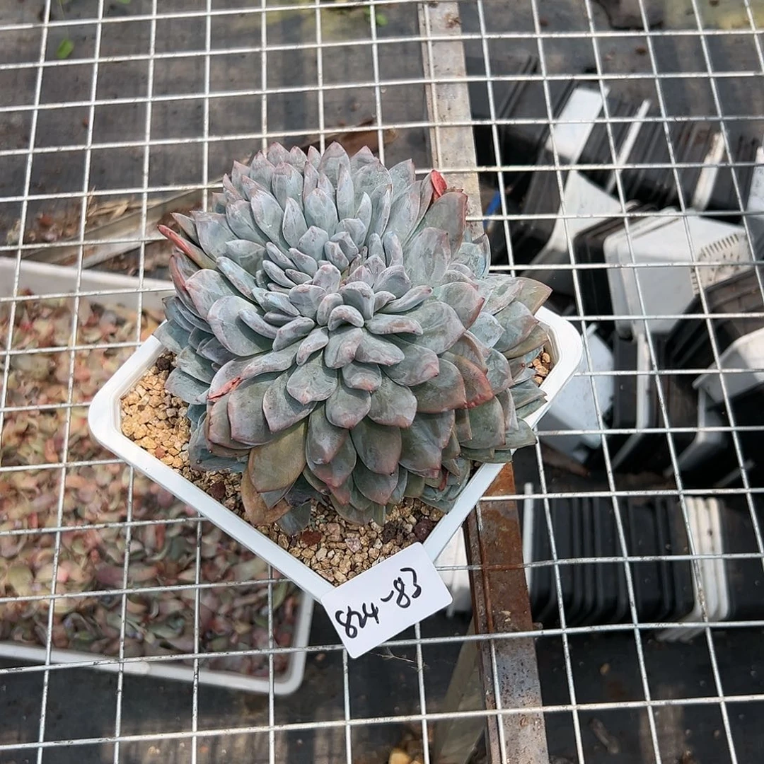 是***®824-83石榴籽带缀多肉