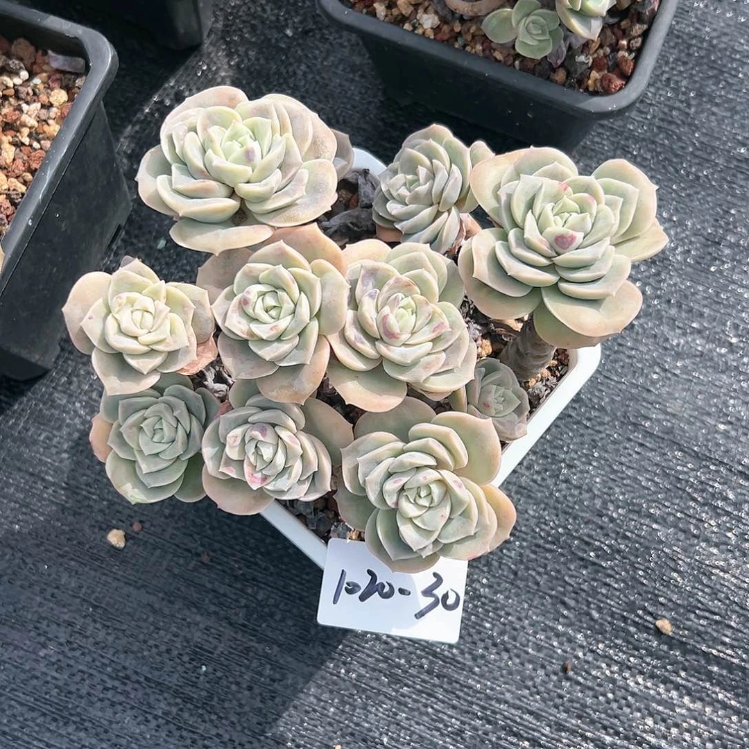 1020-30可爱玫瑰多头多肉