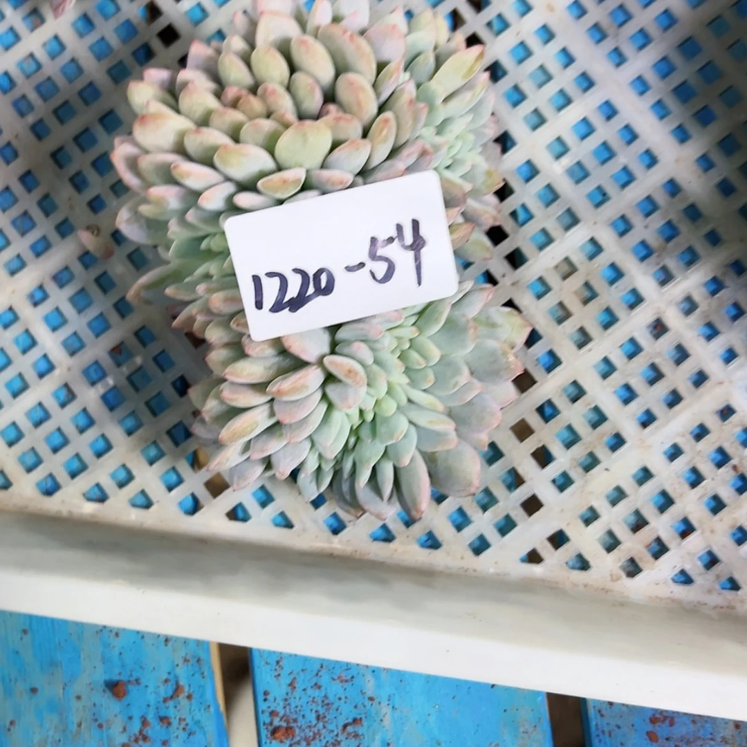 【闪购商品】追*梦1220-54橙子缀