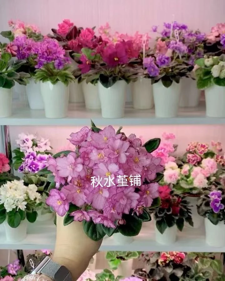 6.五棵俄罗斯不同品种  小苗