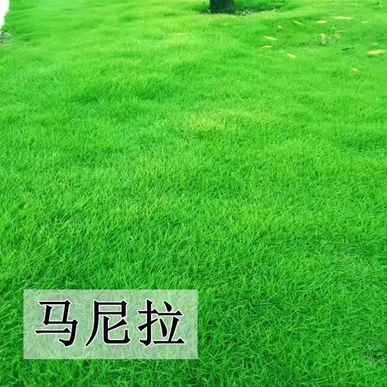 马尼拉草籽草坪种子免修剪草坪真草四季常青绿化地毯草泥土草坪籽