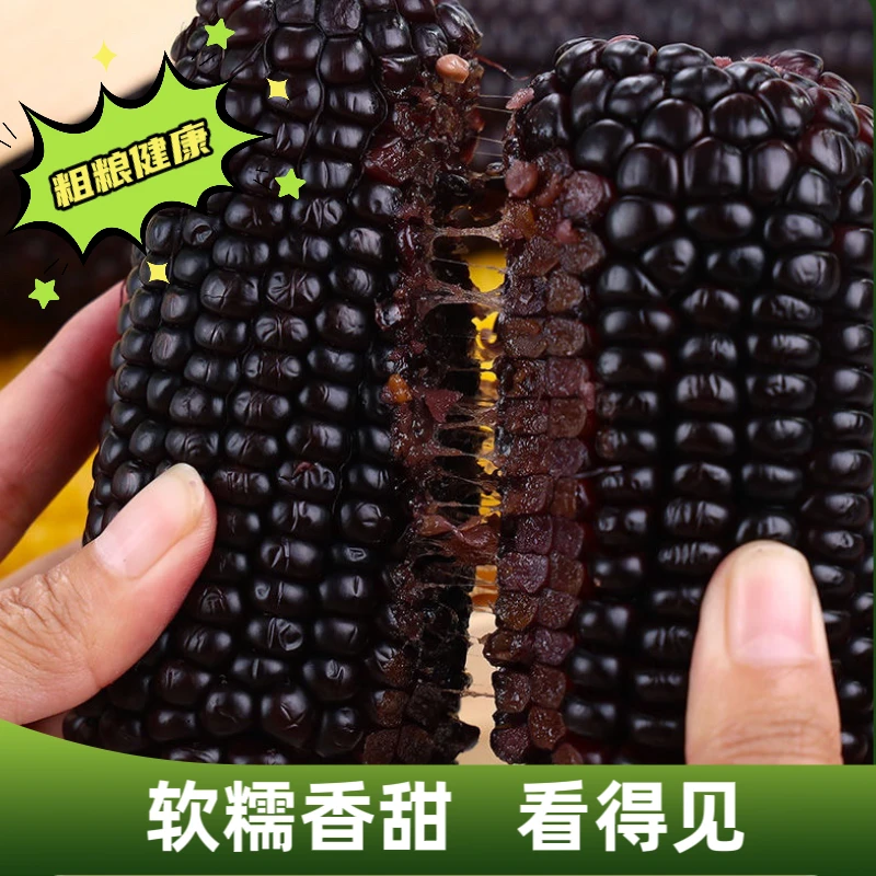 2024头茬有机新鲜山西黑糯玉米【10根*220g】 香甜糯低脂精品礼盒装