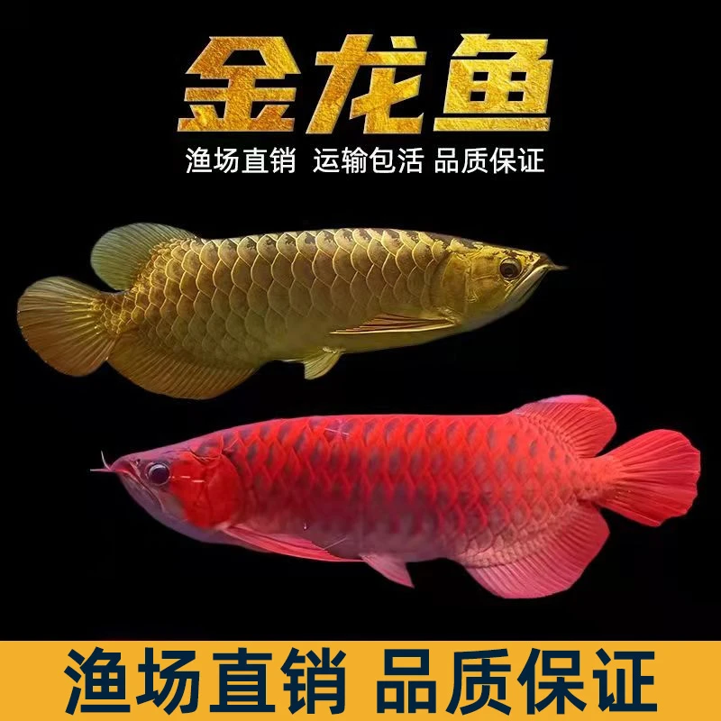 金龙鱼活鱼龙鱼苗过背金龙高背金龙印尼超血红龙练手龙鱼金头过背