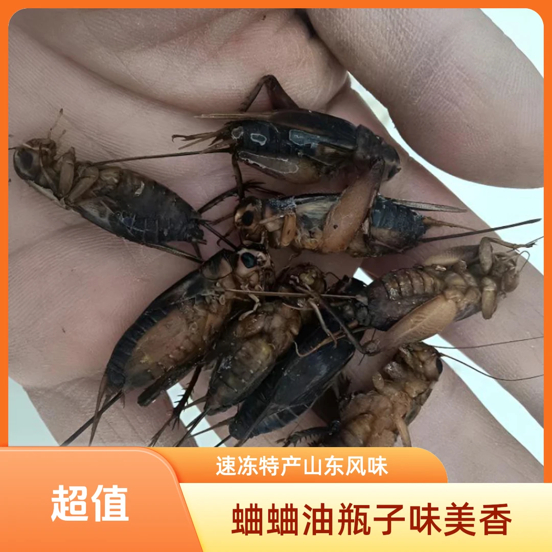 新鲜冷冻蛐蛐山东特产食用蛐蛐蟋蟀油葫芦高蛋白昆虫冷冻美食