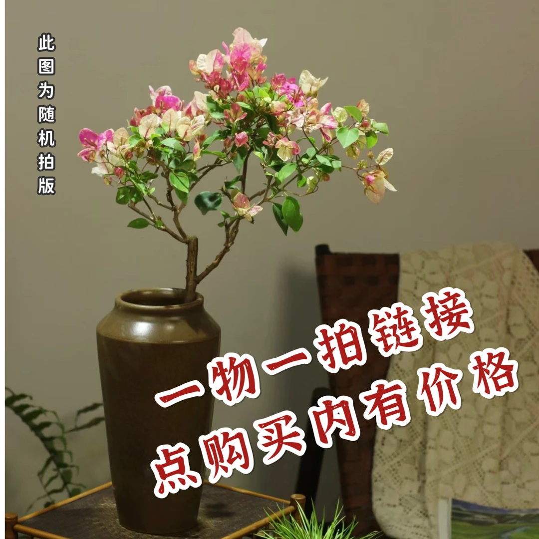 三角梅带花发货 1⃣️物1⃣️拍（换盆不售后）