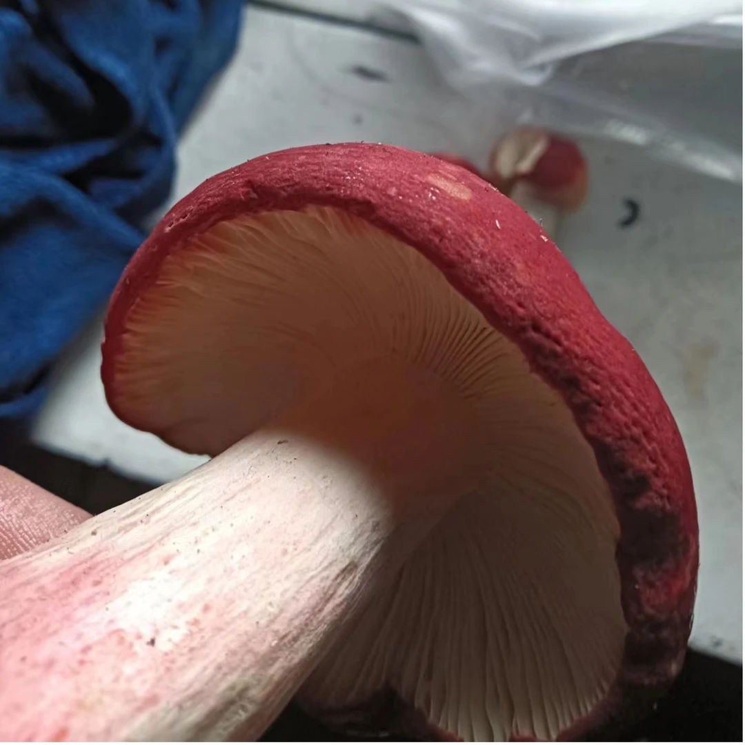 农家种植精选红菇两斤装