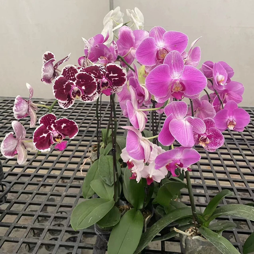 杂花蝴蝶兰带花发货 单双混发 杯寸混发