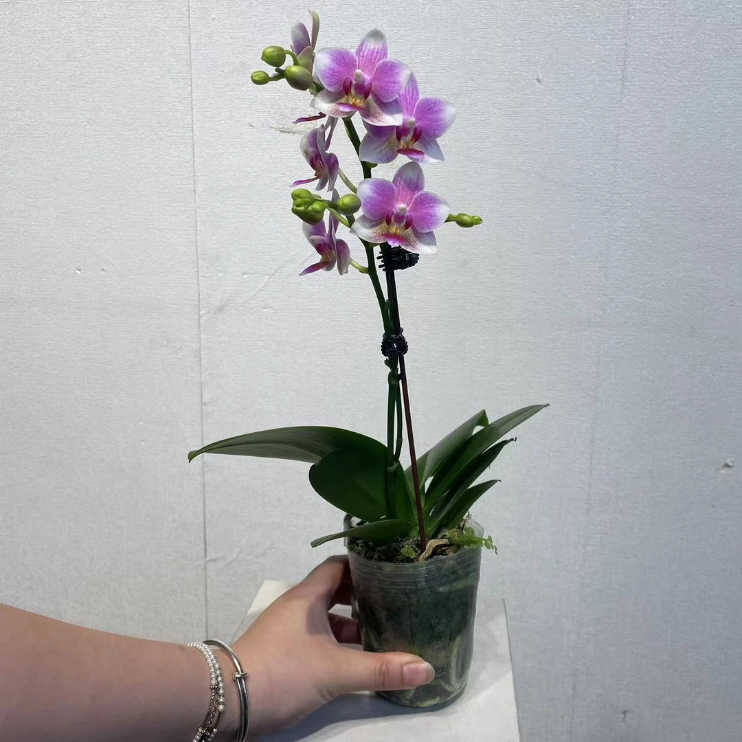 《樱桃小丸子》3.0精品蝴蝶兰  白粉色系 室内高端花花 轻奢高级