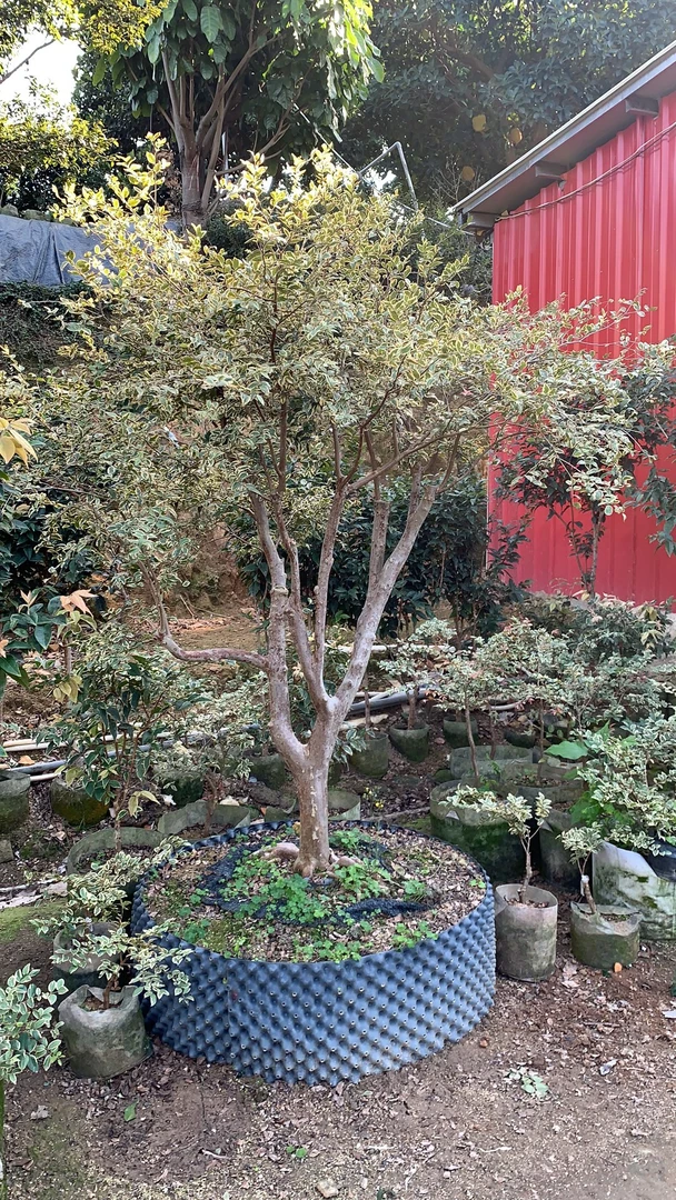 七彩斑叶沙巴嘉宝果一物一拍