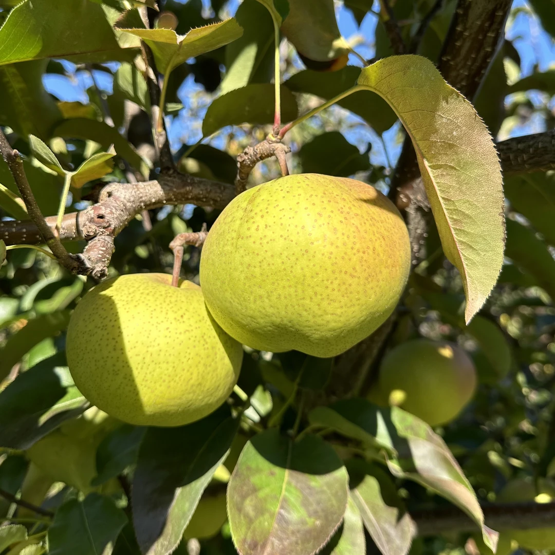 延边苹果梨（A级绿色食品）朝鲜族特产/采自向阳山头/顺丰包邮