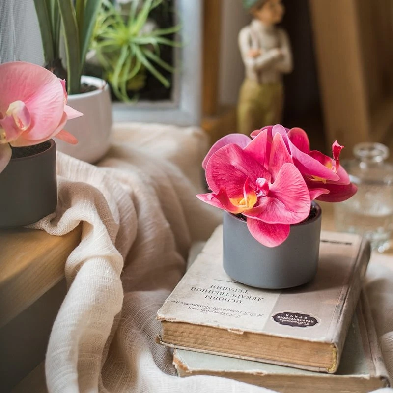 掬涵【推荐】小型仿真蝴蝶兰盆景5色茶几餐桌摆放装饰