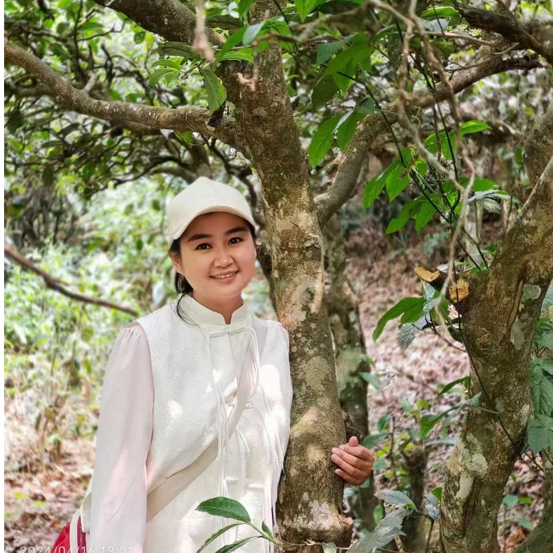 团结古茶一类大古树散春茶