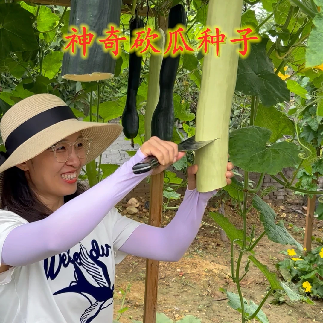 砍瓜种子 随吃随砍神奇砍瓜