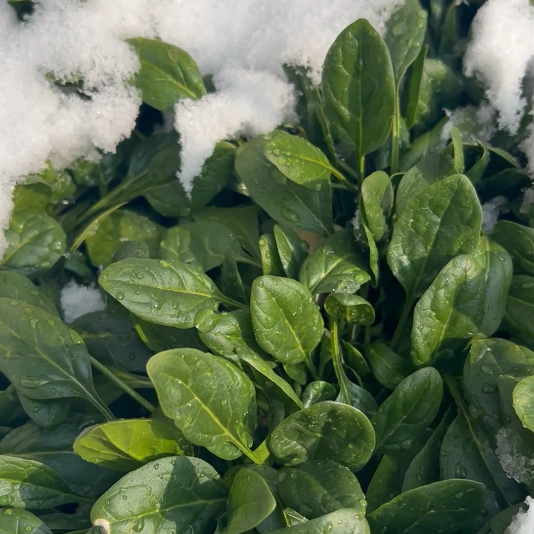 【直播】耐寒菠菜种子  秋冬种耐寒越冬种植  耐低温播种简单