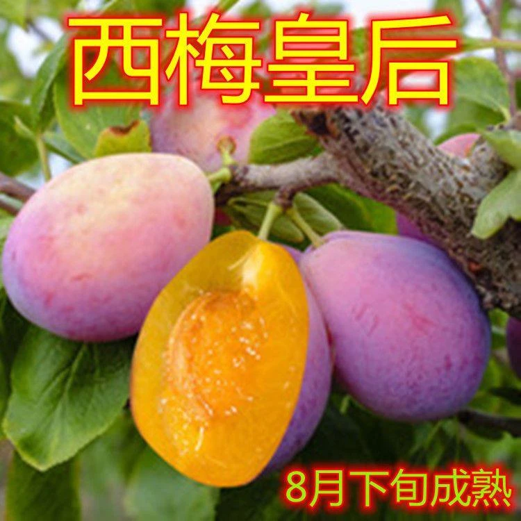 蓝蜜西梅树苗嫁接西梅皇后李子苗南北方种植盆地栽果树苗当年结果