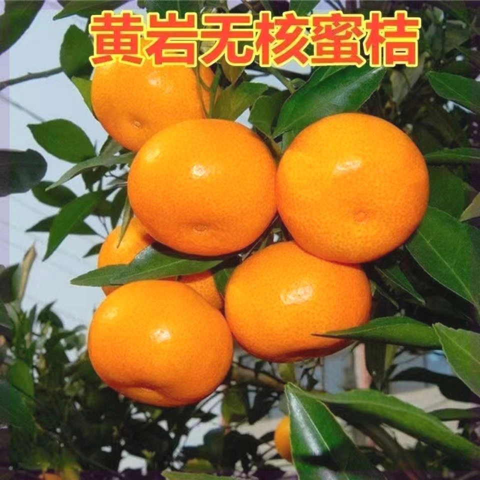 黄岩无核蜜桔苗 嫁接桔子树苗 甜橘子 黄岩蜜桔果树苗当年结果树
