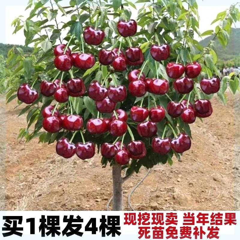 大樱桃樱桃苗南方种植盆栽地栽樱桃树苗北方四季大樱桃当年结果苗