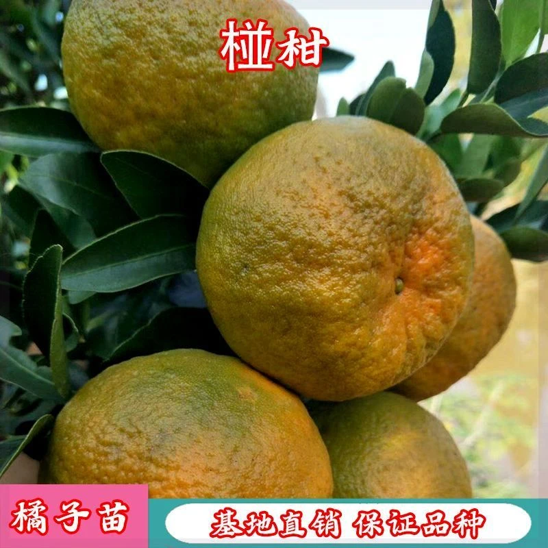 新品种碰柑橘子苗盆栽地栽嫁接柑桔树苗媛红椪柑橘子树苗当年结果