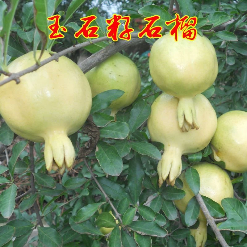 怀远石榴 白花玉石子石榴苖 三白石榴树苖 白心石榴北方南方种植