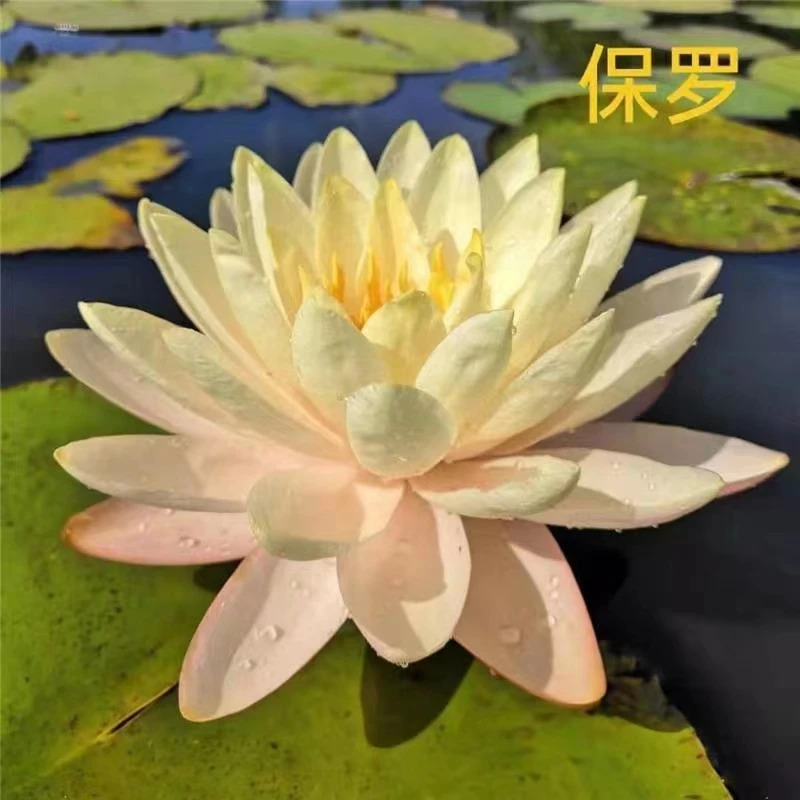 睡莲根块发货（保罗）夏季春季耐寒黄色