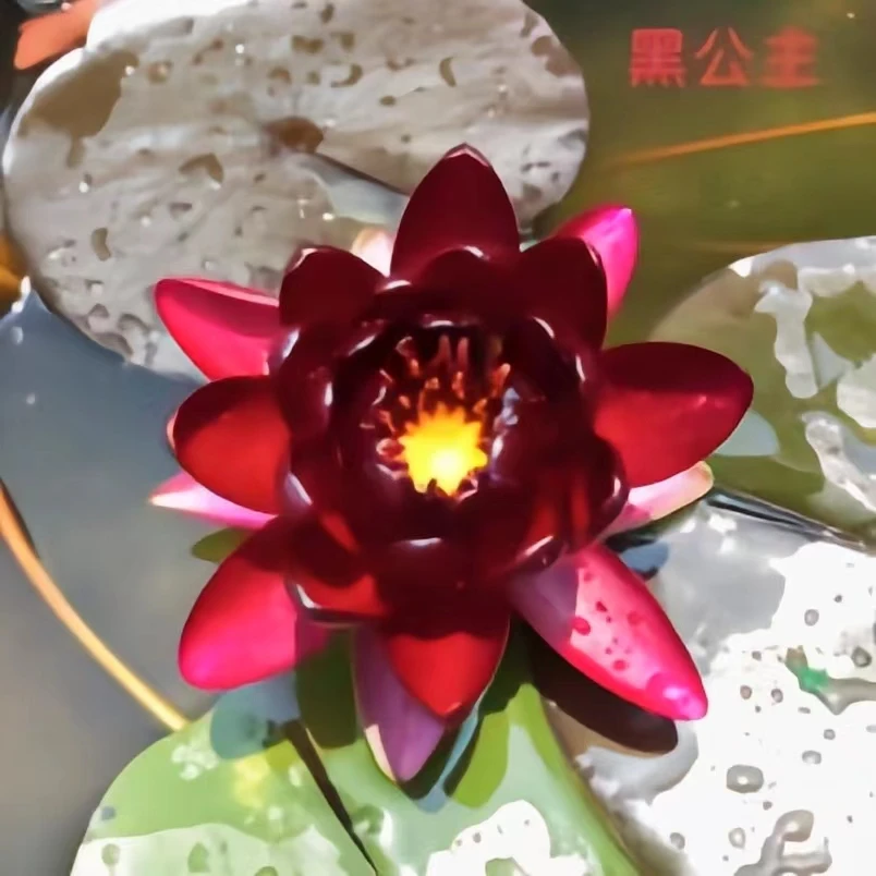 睡莲根块发货（黑公主）水生花