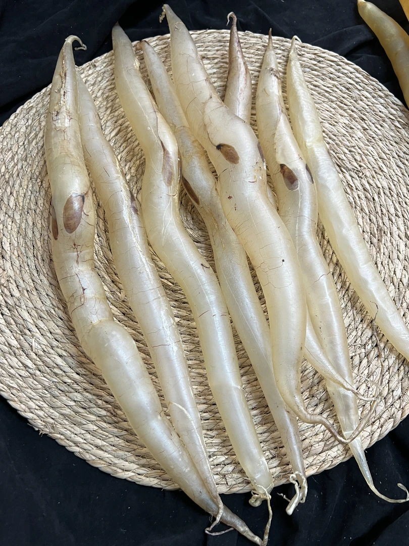 【食尚】新加坡黄金鳗鱼胶 10头18头30头 鱼胶花胶滋补养生 佳品