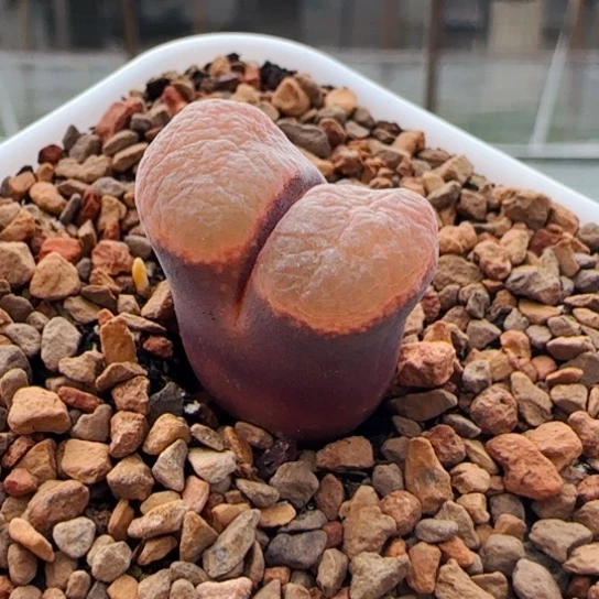 10.24精选美风一颗78号