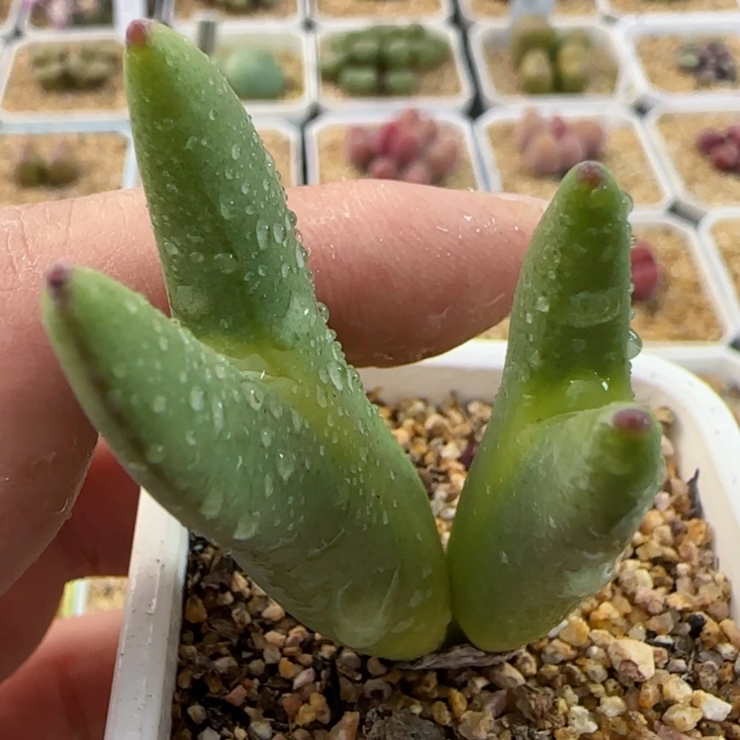【闪购商品】10号链接双头皮卡丘